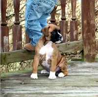 Cole, a male Boxer for sale in Shippensburg, PA – Photo 2 of 5