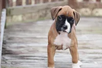 Cole, a male Boxer for sale in Shippensburg, PA – Photo 5 of 5