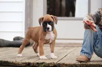 Cole, a male Boxer for sale in Shippensburg, PA – Photo 1 of 5