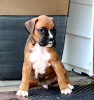 Dexter , a male Boxer for sale in Shippensburg, PA – 4 of 6