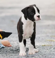 Disco , a male Boxer for sale in Shippensburg, PA – 2 of 10