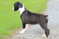 Disco , a male Boxer for sale in Shippensburg, PA – 5 of 10