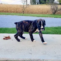 Finley, a male Boxer for sale in Shippensburg, PA – Photo 2 of 7