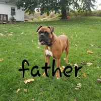 Finley, a male Boxer for sale in Shippensburg, PA – Photo 7 of 7