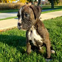 Finley, a male Boxer for sale in Shippensburg, PA – Photo 5 of 7