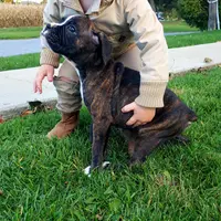 Finley, a male Boxer for sale in Shippensburg, PA – Photo 1 of 7