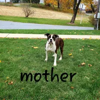 Finley, a male Boxer for sale in Shippensburg, PA – Photo 6 of 7