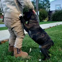 Finley, a male Boxer for sale in Shippensburg, PA – Photo 4 of 7