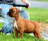 Carley, a female Boxer for sale in Shippensburg, PA – 5 of 8