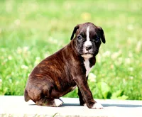 Paris, a female Boxer for sale in Shippensburg, PA – 5 of 7