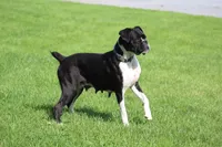 Disco , a male Boxer for sale in Shippensburg, PA – 9 of 10