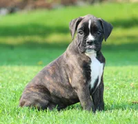 Honey, a female Boxer for sale in Shippensburg, PA – 6 of 7