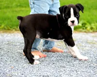 Disco , a male Boxer for sale in Shippensburg, PA – 7 of 10