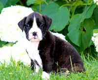 Kaden, a male Boxer for sale in Shippensburg, PA – 2 of 6