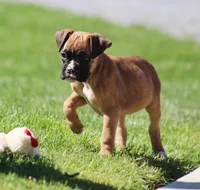 Becca, a female Boxer for sale in Shippensburg, PA – Photo 4 of 6