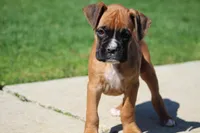 Becca, a female Boxer for sale in Shippensburg, PA – Photo 6 of 6