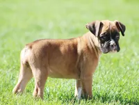 Becca, a female Boxer for sale in Shippensburg, PA – Photo 5 of 6