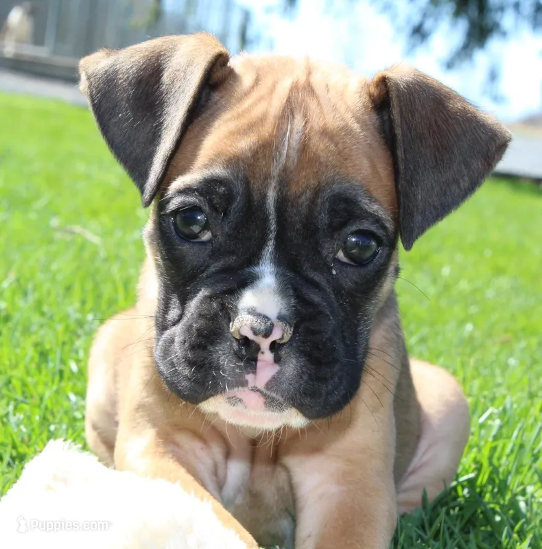 Becca – Boxer puppy for sale in Shippensburg, PA