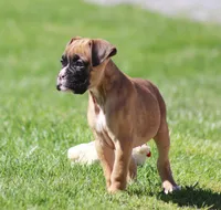 Becca, a female Boxer for sale in Shippensburg, PA – Photo 3 of 6