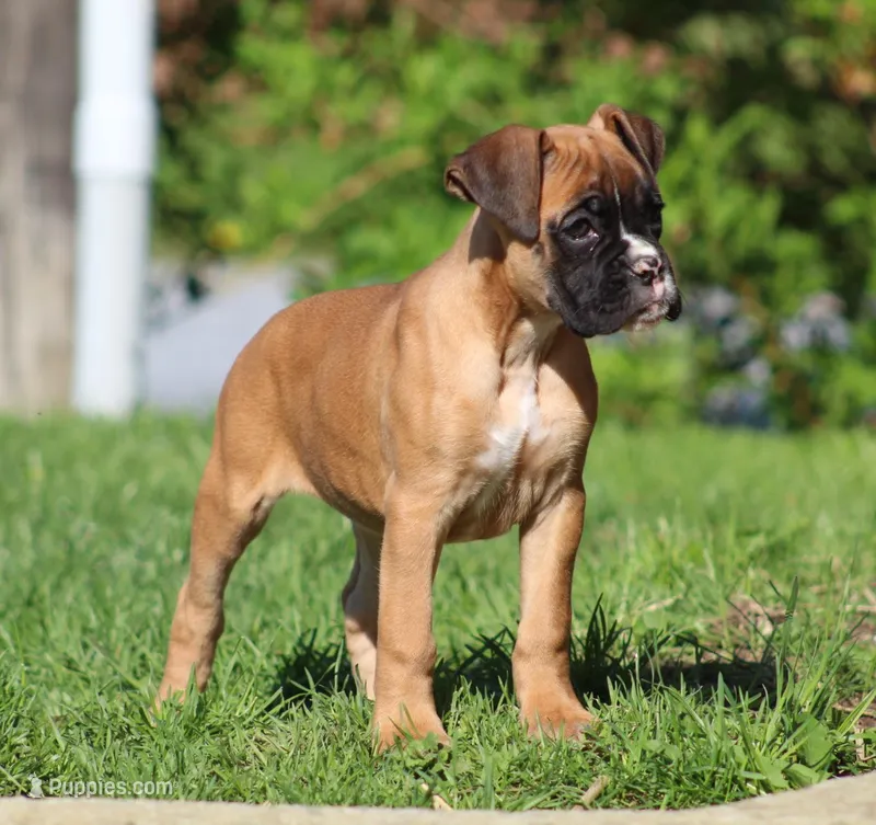 Becca – Boxer puppy for sale in Shippensburg, PA