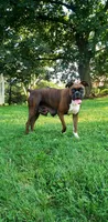 Emerson , a male Boxer for sale in Shippensburg, PA – 8 of 8
