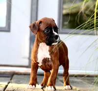 Brady, a male Boxer for sale in Shippensburg, PA – 2 of 6