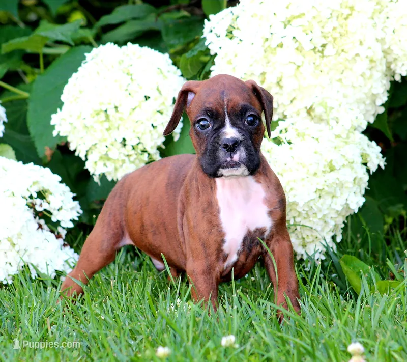Brady – Boxer puppy for sale in Shippensburg, PA