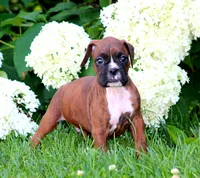 Brady, a male Boxer for sale in Shippensburg, PA – 1 of 6