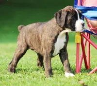 Frisco , a female Boxer for sale in Shippensburg, PA – 4 of 6