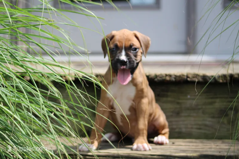 Dexter  – Boxer puppy for sale in Shippensburg, PA