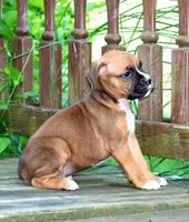Dexter , a male Boxer for sale in Shippensburg, PA – 3 of 6