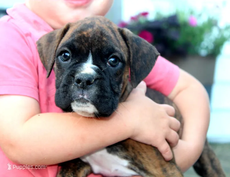 Atlas – Boxer puppy for sale in Shippensburg, PA