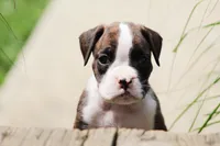 Tiona, a female Boxer for sale in Shippensburg, PA – 5 of 7