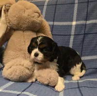 Thea, a female Cavalier King Charles Spaniel for sale in Thief River Falls, MN – Photo 1 of 7