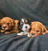 Thea, a female Cavalier King Charles Spaniel for sale in Thief River Falls, MN – Photo 2 of 7