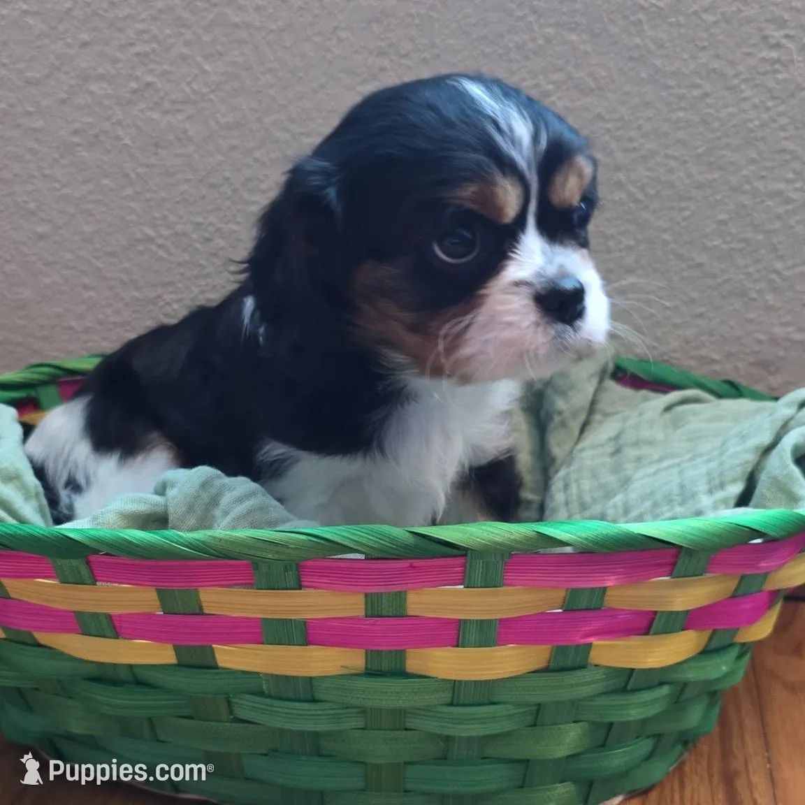 Thea – Cavalier King Charles Spaniel puppy for sale in Thief River Falls, MN