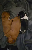 Thea, a female Cavalier King Charles Spaniel for sale in Thief River Falls, MN – Photo 6 of 7