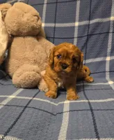 Atlas, a male Cavalier King Charles Spaniel for sale in Thief River Falls, MN – Photo 1 of 7