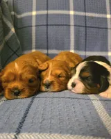 Olive, a female Cavalier King Charles Spaniel for sale in Thief River Falls, MN – Photo 5 of 7