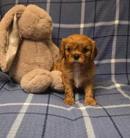 Olive, a female Cavalier King Charles Spaniel for sale in Thief River Falls, MN – Photo 1 of 7