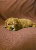 Olive, a female Cavalier King Charles Spaniel for sale in Thief River Falls, MN – Photo 4 of 7