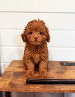 Pip, a female Miniature Aussiedoodle for sale in Madison, AL – 1 of 5