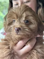 Pip, a female Miniature Aussiedoodle for sale in Madison, AL – 3 of 5