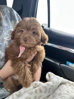 Pip, a female Miniature Aussiedoodle for sale in Madison, AL – 5 of 5