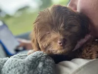 Pip, a female Miniature Aussiedoodle for sale in Madison, AL – 4 of 5
