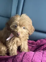 Pip, a female Miniature Aussiedoodle for sale in Madison, AL – 2 of 5