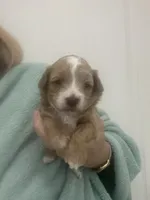 ApricotGirl/White Markings, a female Poodle - Toy  for sale in Tampa, FL – 5 of 7