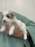 White/ApricotPatchesGirl, a female Maltipoo for sale in Tampa, FL – 6 of 8