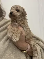 Small Apricot Boy, a male Poodle - Toy  for sale in Tampa, FL – Photo 7 of 7