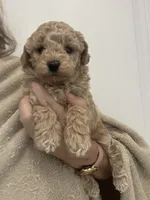Small Apricot Boy, a male Poodle - Toy  for sale in Tampa, FL – Photo 3 of 7